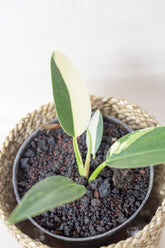 Philodendron green congo variegata